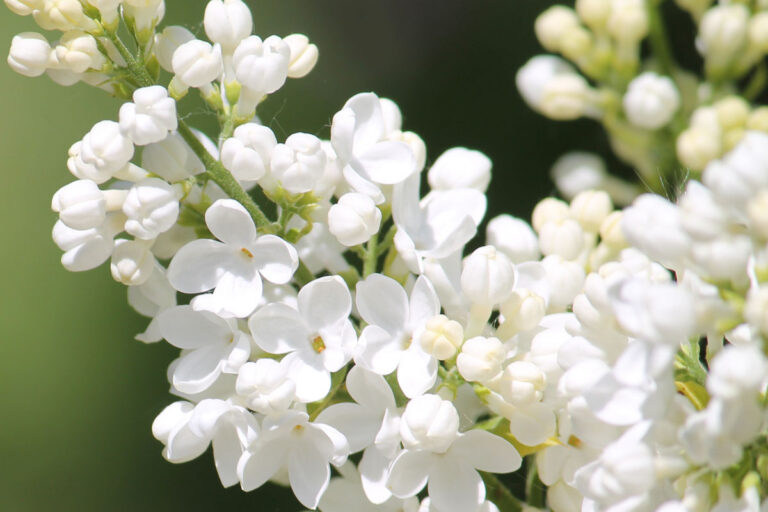 Syringa vulgaris "Lebedushka"