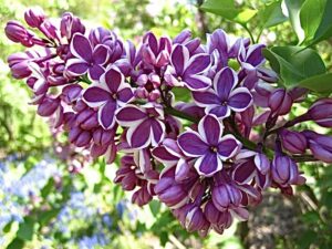 Syringa vulgaris "Sensation"