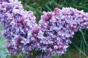 Syringa v. "Katherine Havemeyer"