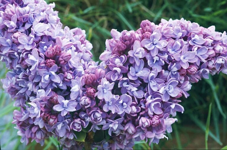 Syringa v. "Katherine Havemeyer"