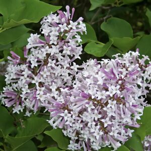 Syringa patula "Miss Kim"