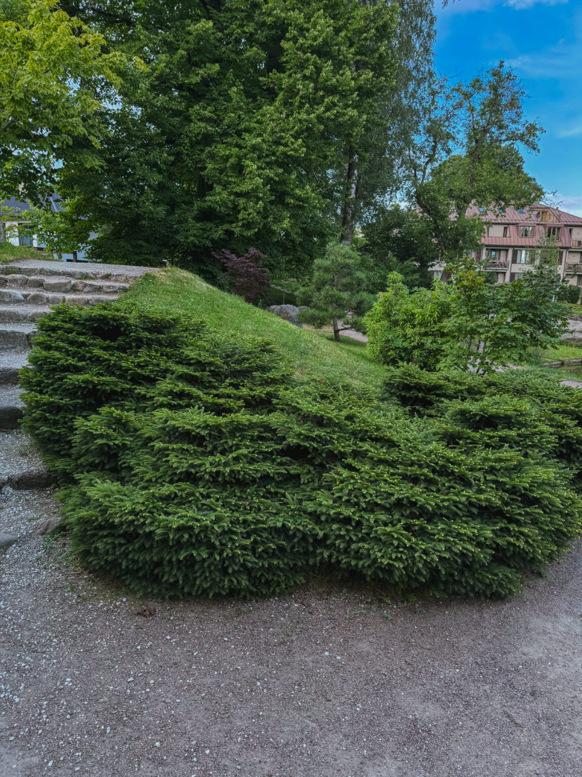 Picea abies "Nidiformis"