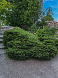Picea abies "Nidiformis"