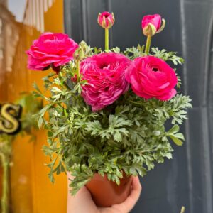 Ranunculus "Pink" P9 pott (2)