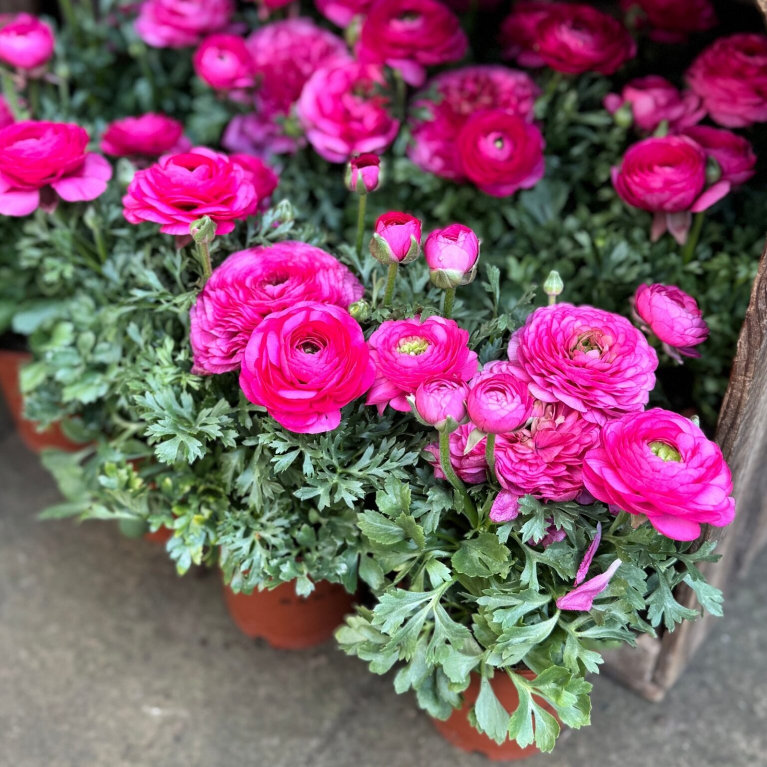 Ranunculus "Pink" P9 pott