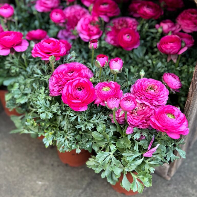 Ranunculus "Pink" P9 pott