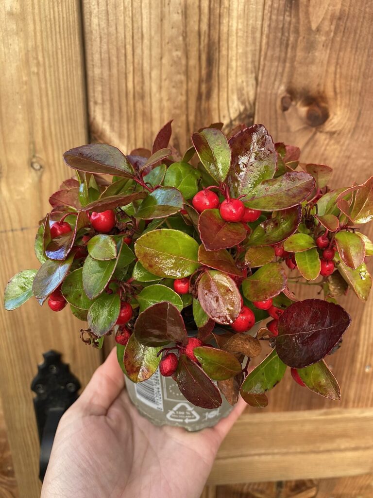 Gaultheria procumbens