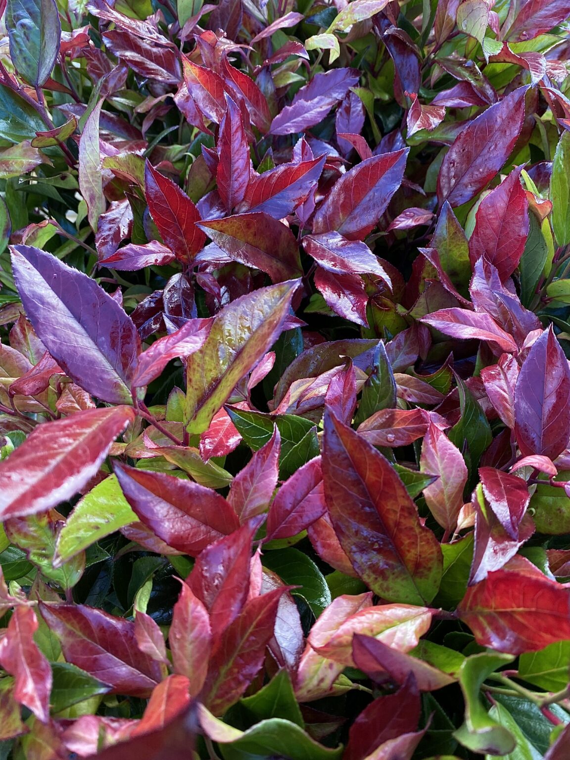 Leucothoe axillaris "Zeblid" (Scarletta)