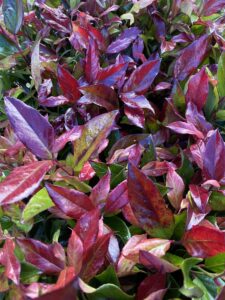 Leucothoe axillaris "Zeblid" (Scarletta)
