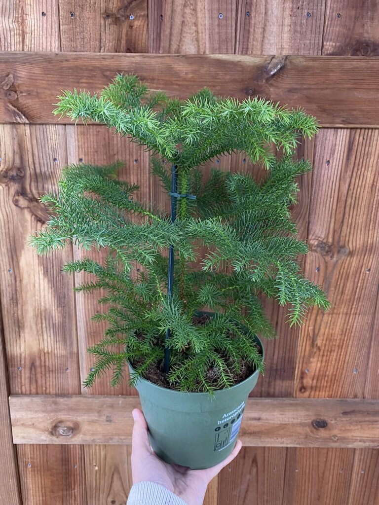 Araucaria