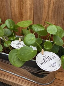 Pilea peperomioides