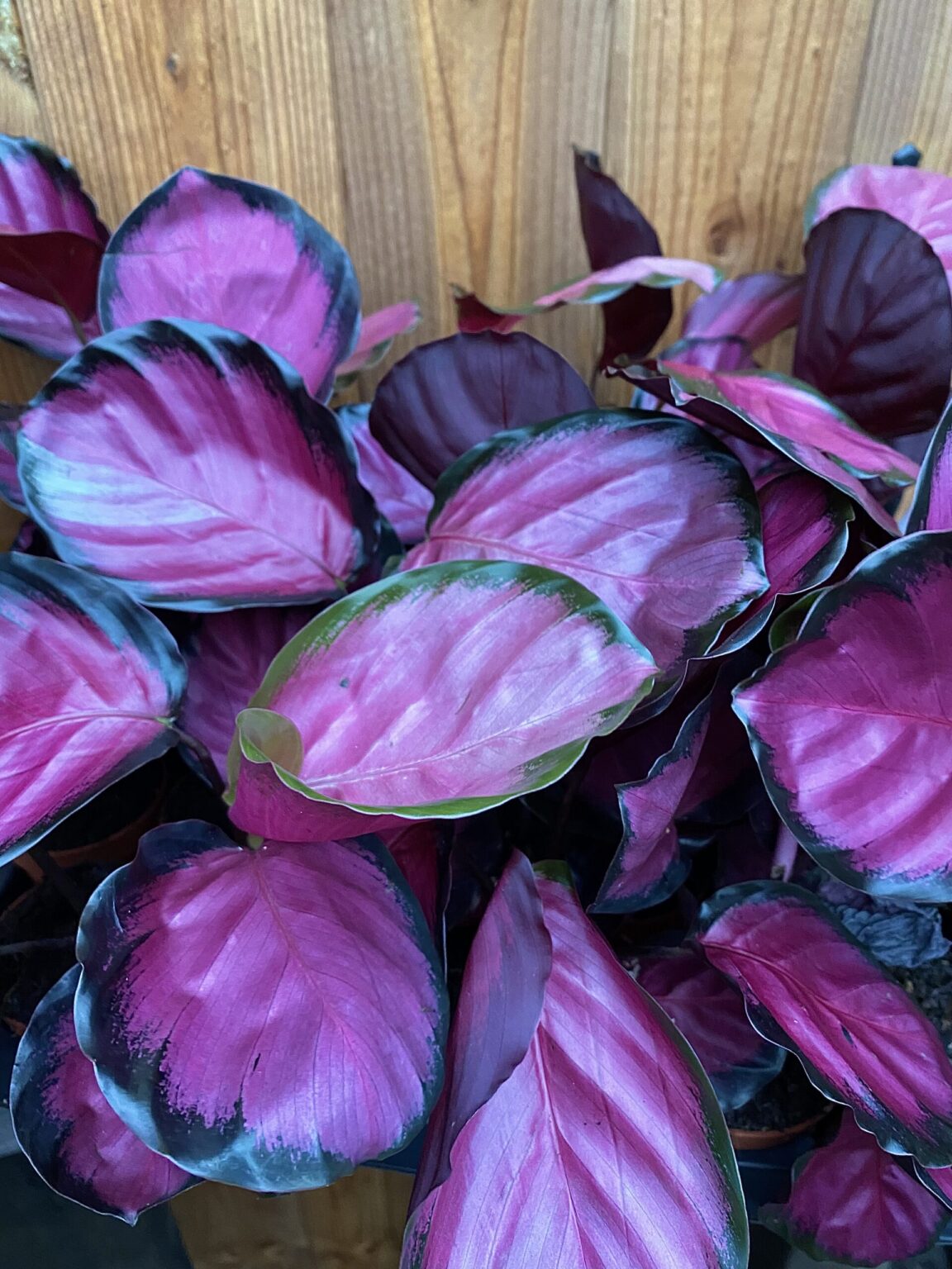 Kalatėja "Mysty Red"