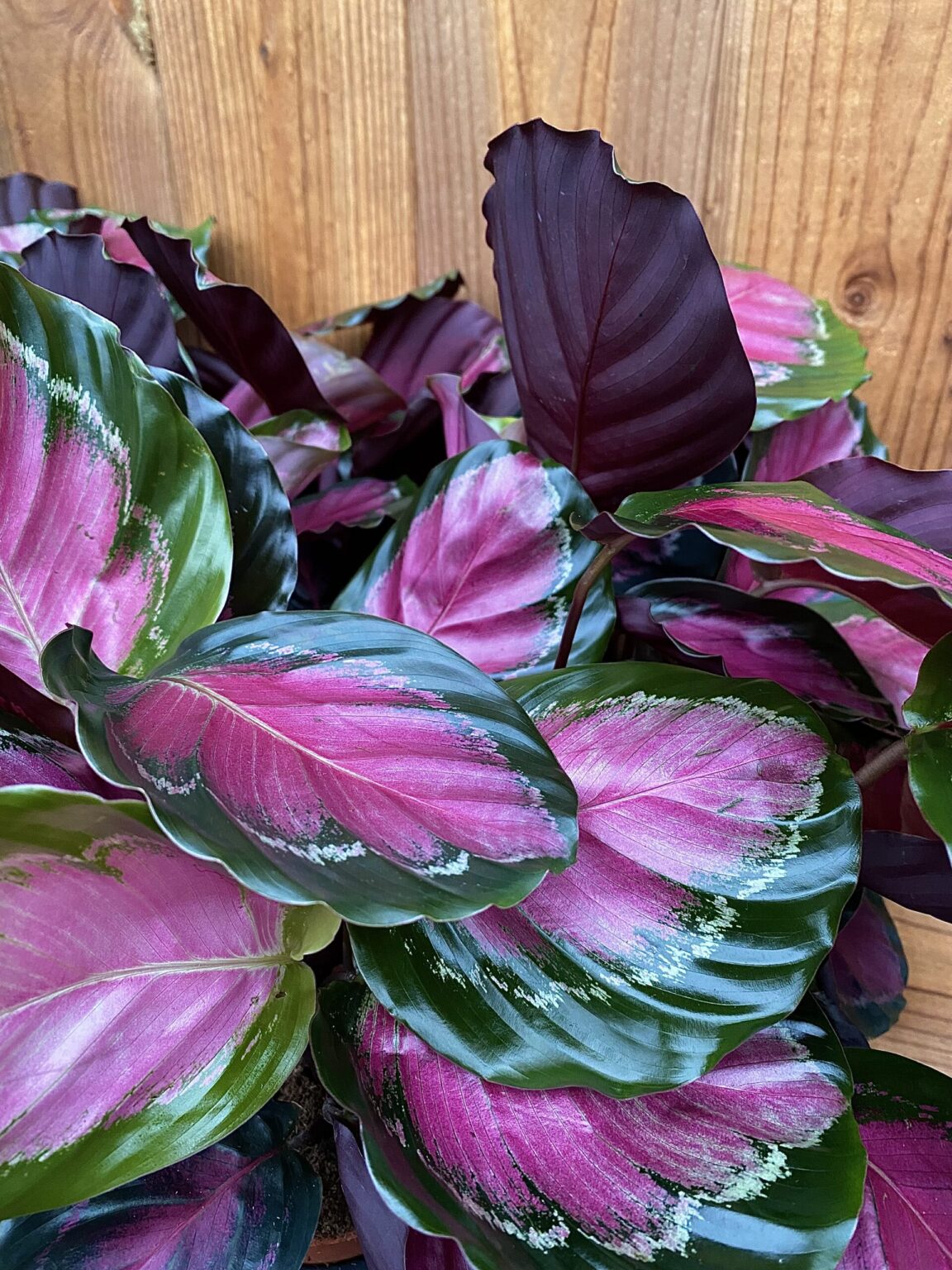 Calathea roseopicta "Crimson"