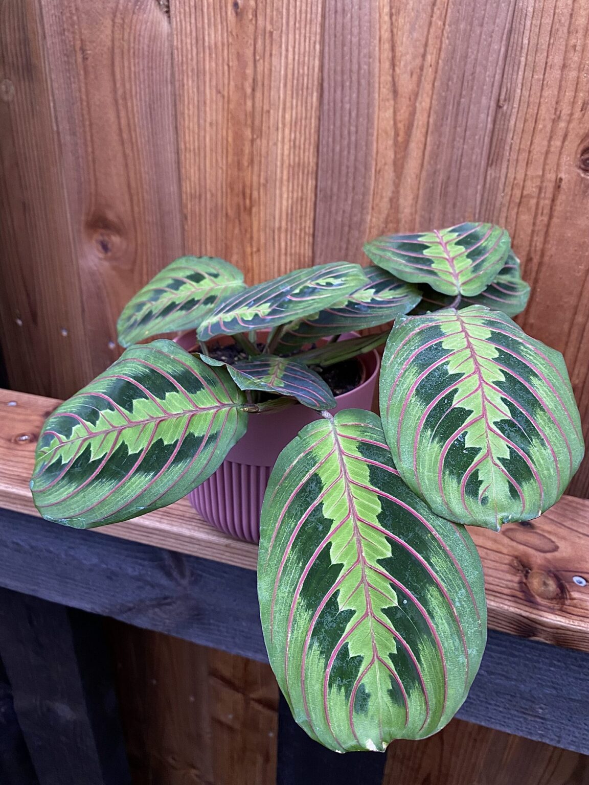 Maranta leuconeura "Fascinator Tricolor"