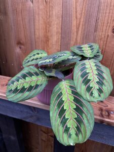 Maranta leuconeura "Fascinator Tricolor"