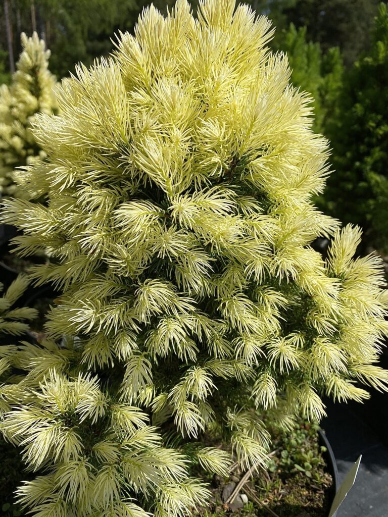 Picea glauca "Daisy's White"
