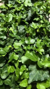 Hedera helix "Wonder"