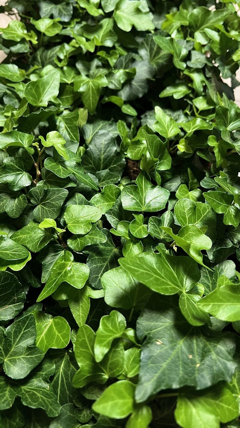 Hedera helix "Wonder"