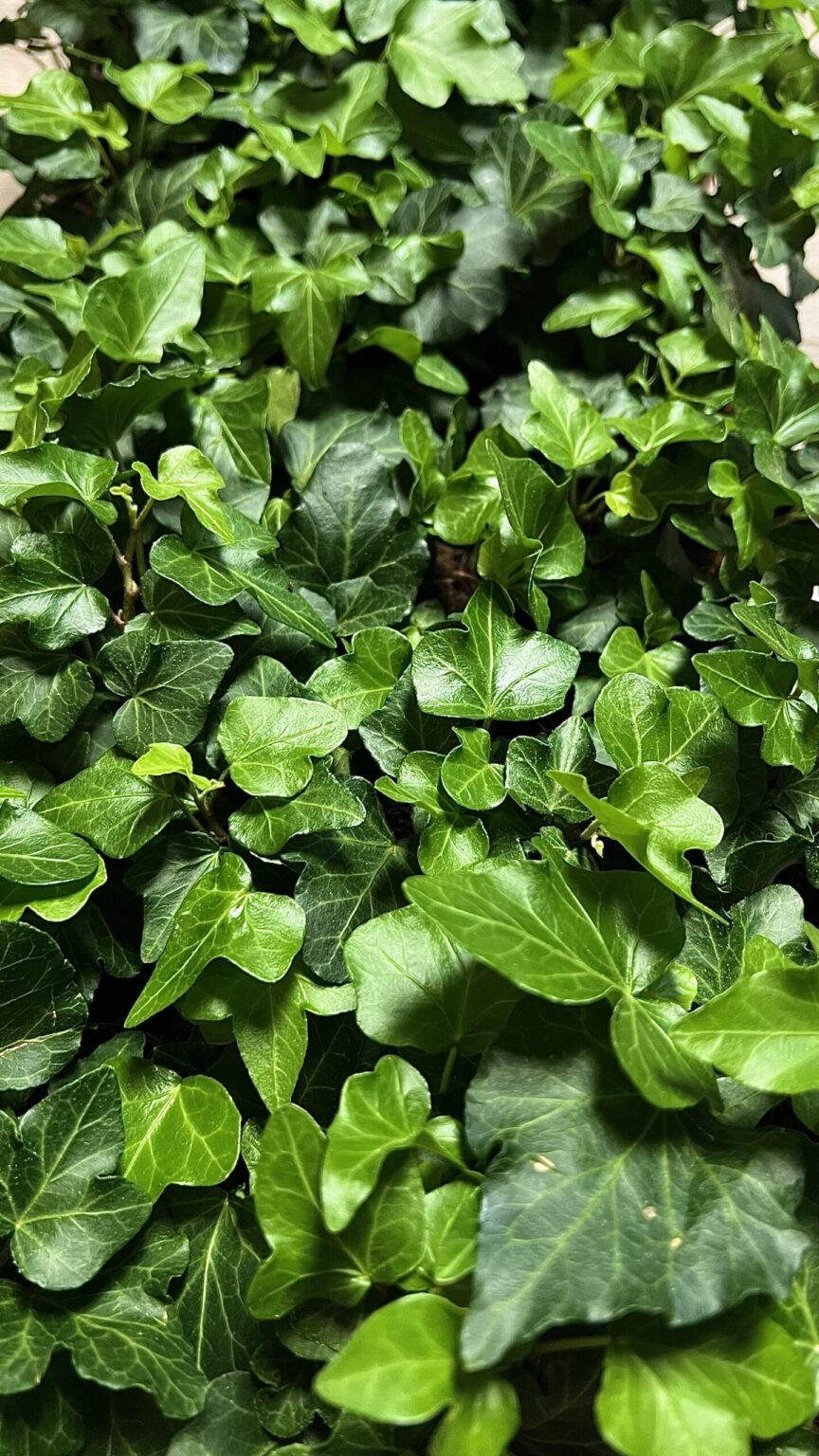 Hedera helix "Wonder"