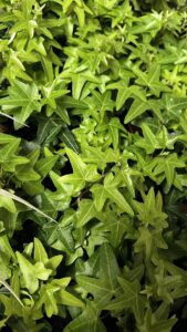 Hedera helix "Jacobine"