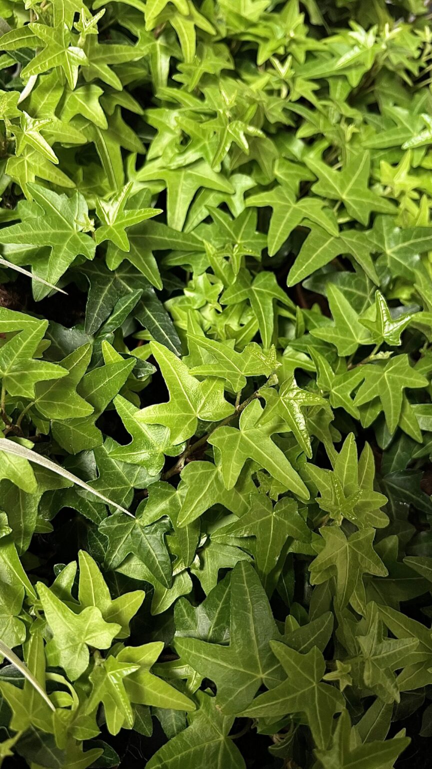 Hedera helix "Jacobine"