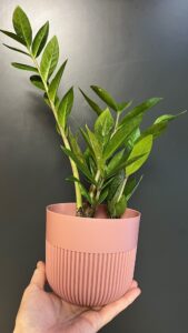 Zamioculcas zamiifolia