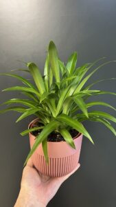 Хлорофитум хохлатый "Lemon"