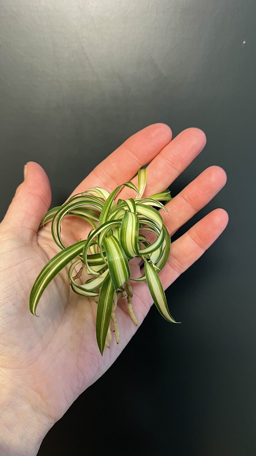 Chlorophytum comosum Bonnie черенок