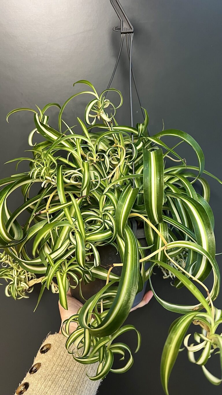 Chlorophytum Comosum (didelis puodas)