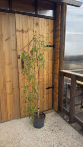 Betula pendula "Gracilis"