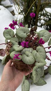 Cyclamen coum