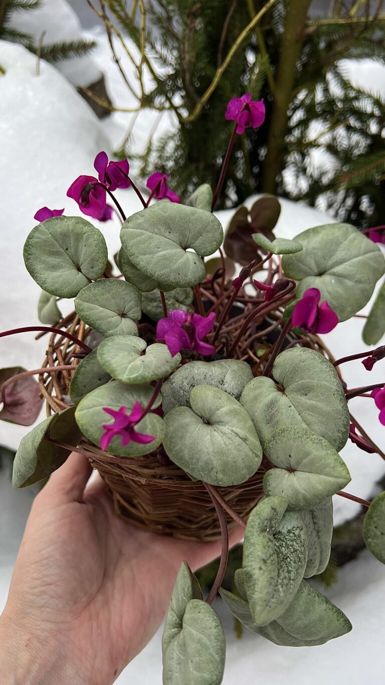 Cyclamen coum