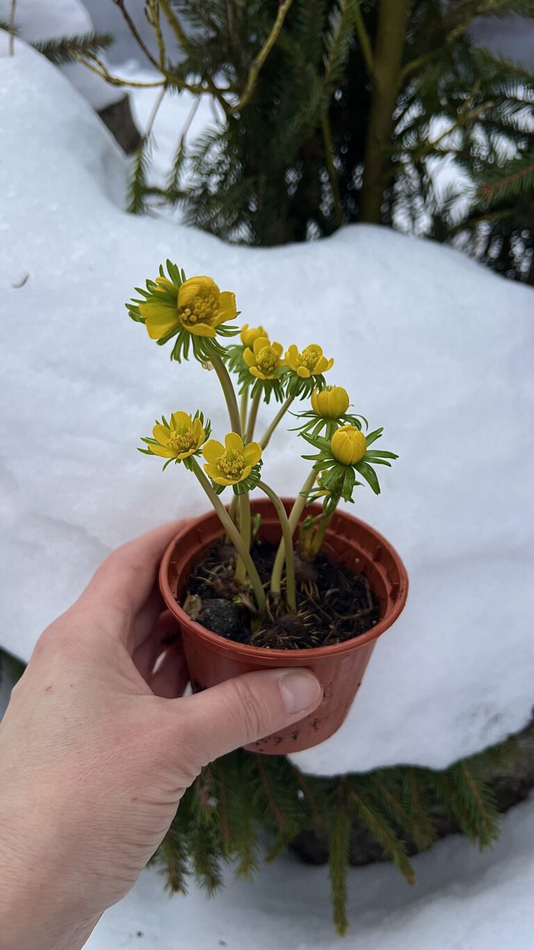 Žieminė eranta (Eranthis hyemalis)