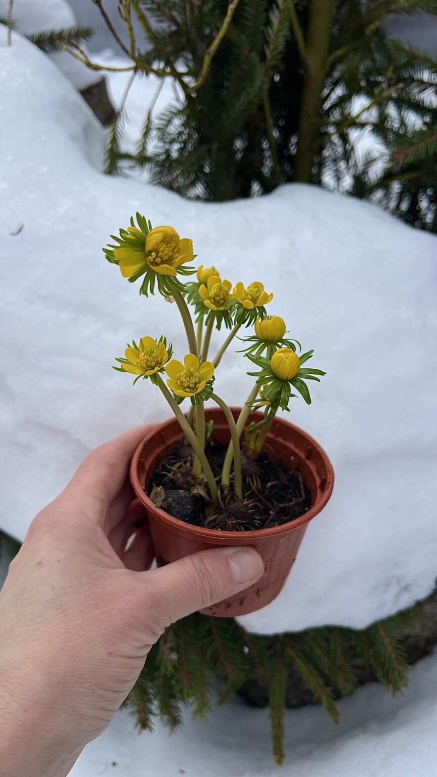 Kevättalvio (Eranthis hyemalis)
