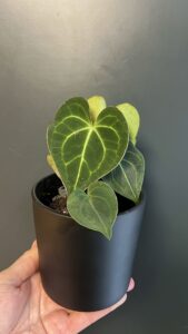 Anthurium Clarinervium (маленькое растение)