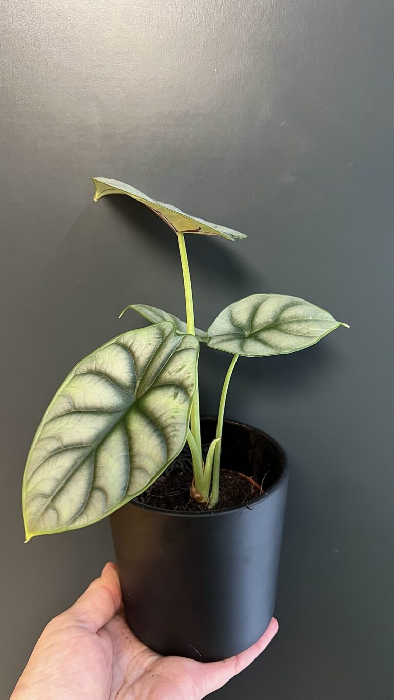 Alocasia baginda "Silver Dragon"