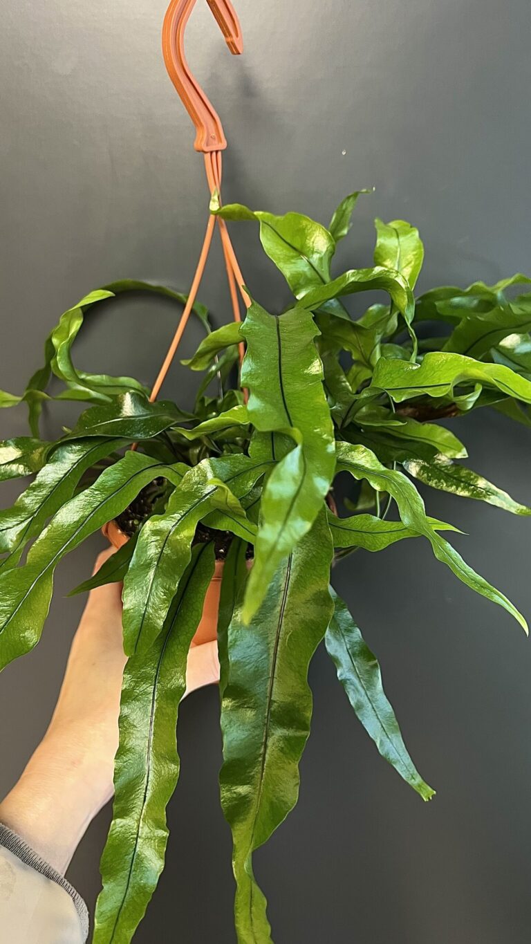 Microsorum diversifolium