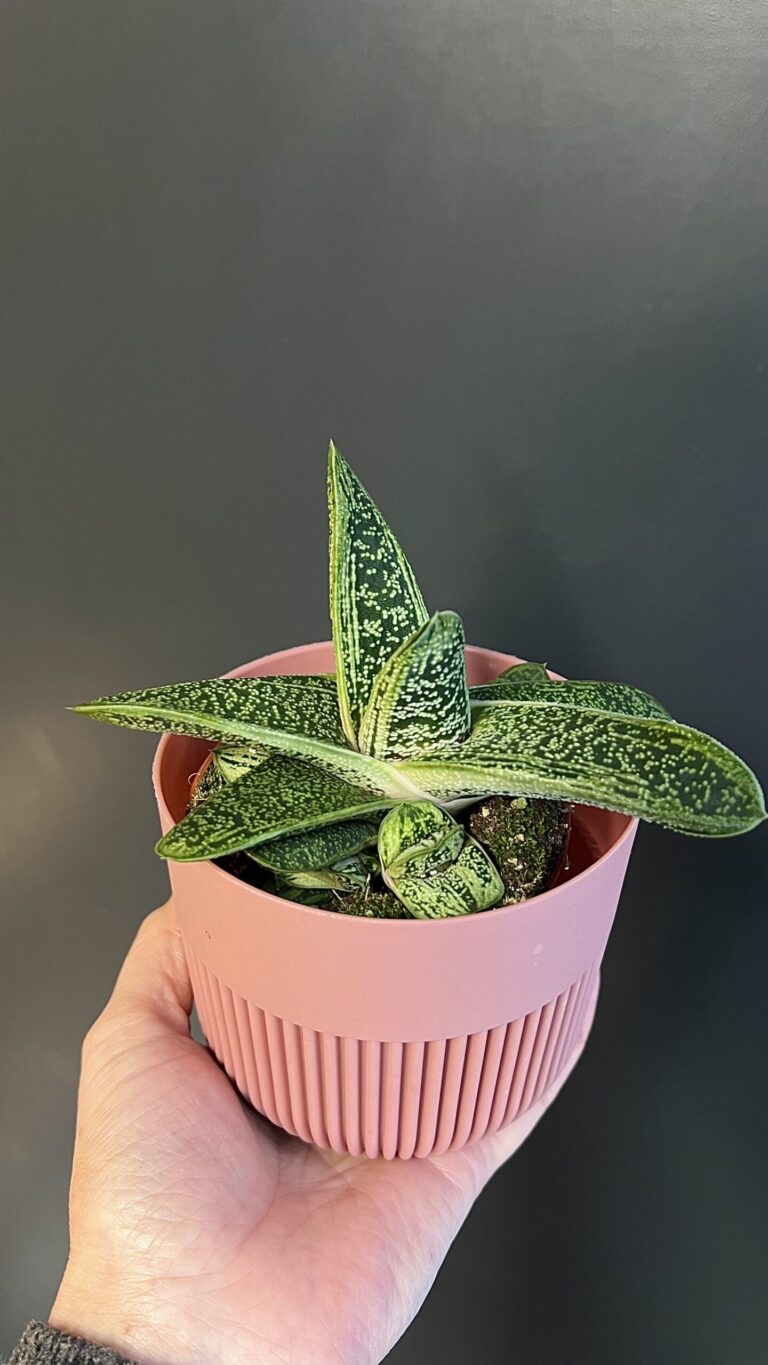 Gasteria "Little Warty"