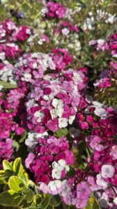 Dianthus "Dart Pink Magical"