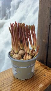 Muscari armeniacum
