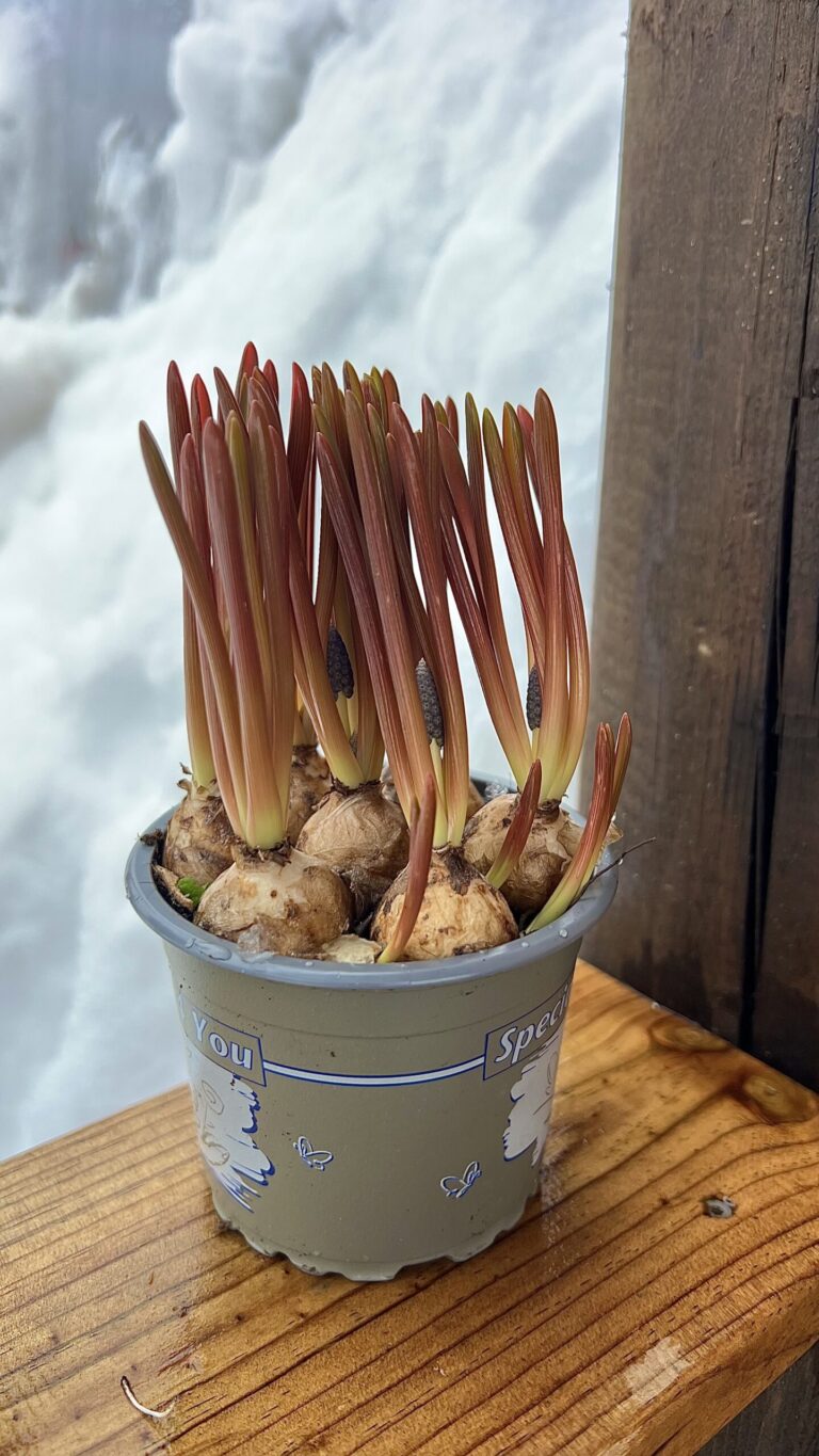 Muscari armeniacum