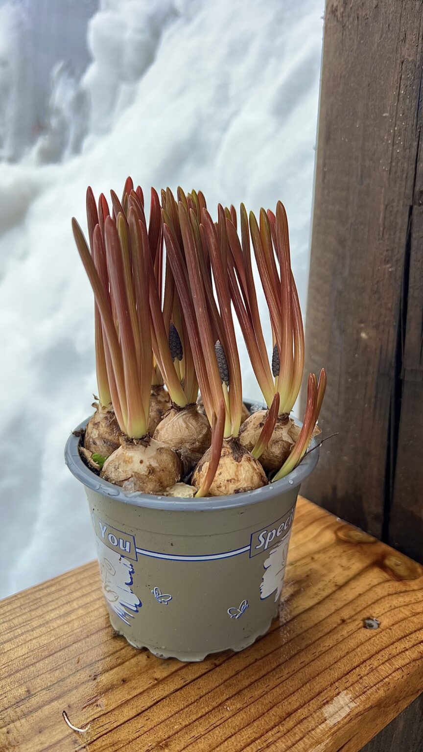 Muscari armeniacum