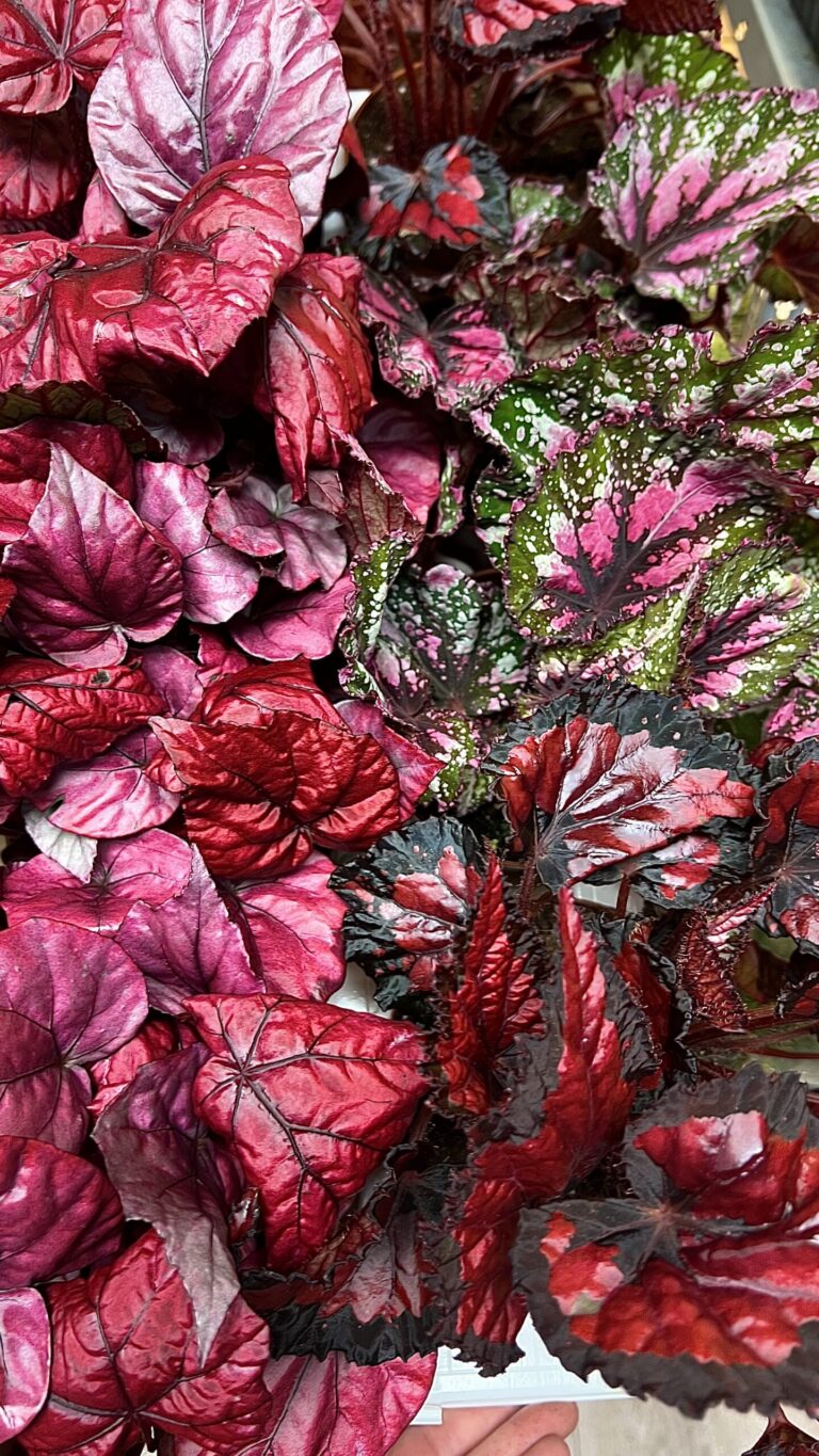 Begonia Belief