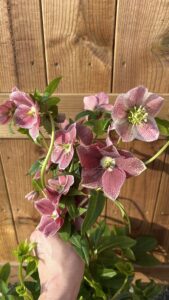 Helleborus "VIV"