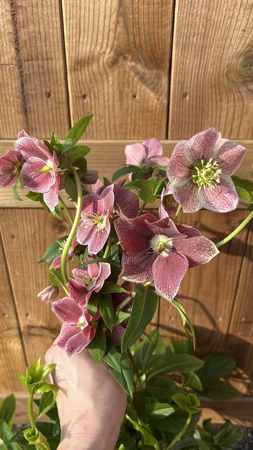 Helleborus "VIV"