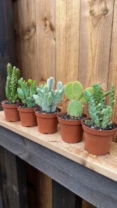 Opuntia-ruukku 5,5 cm