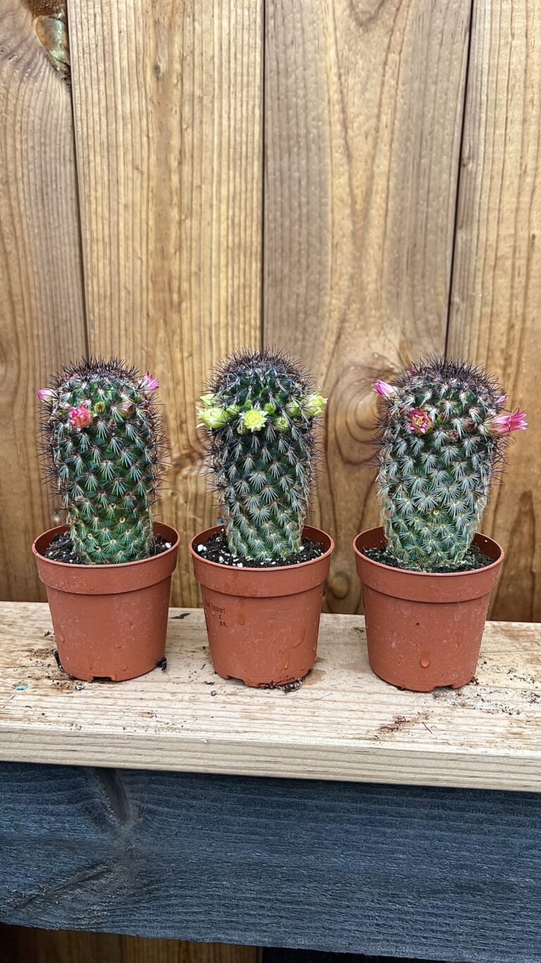 Mammillaria