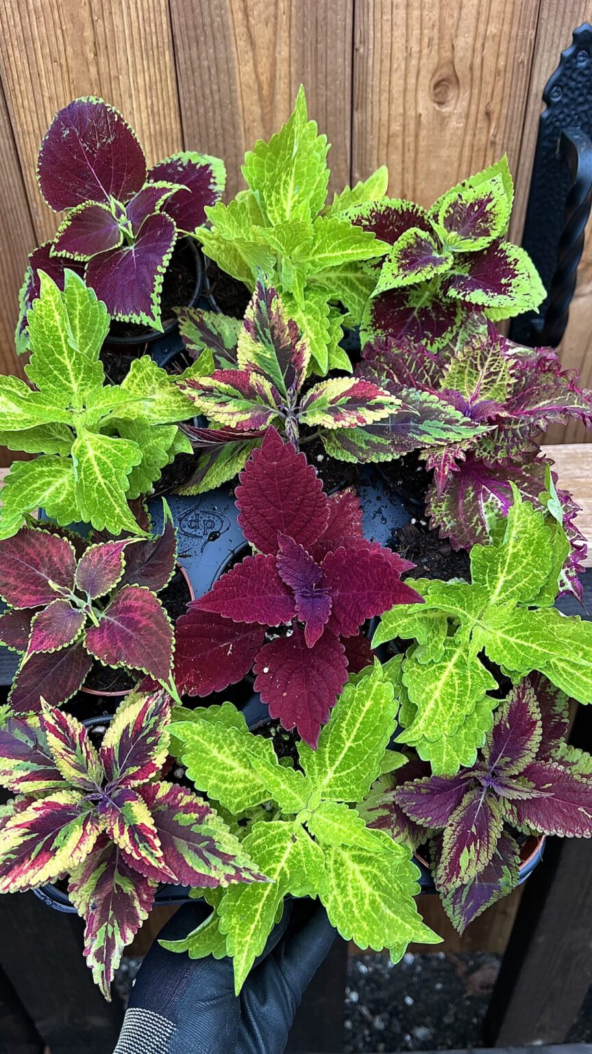 Coleus