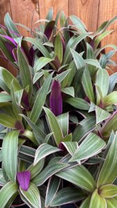 Tradescantia spathecea "Sitara"