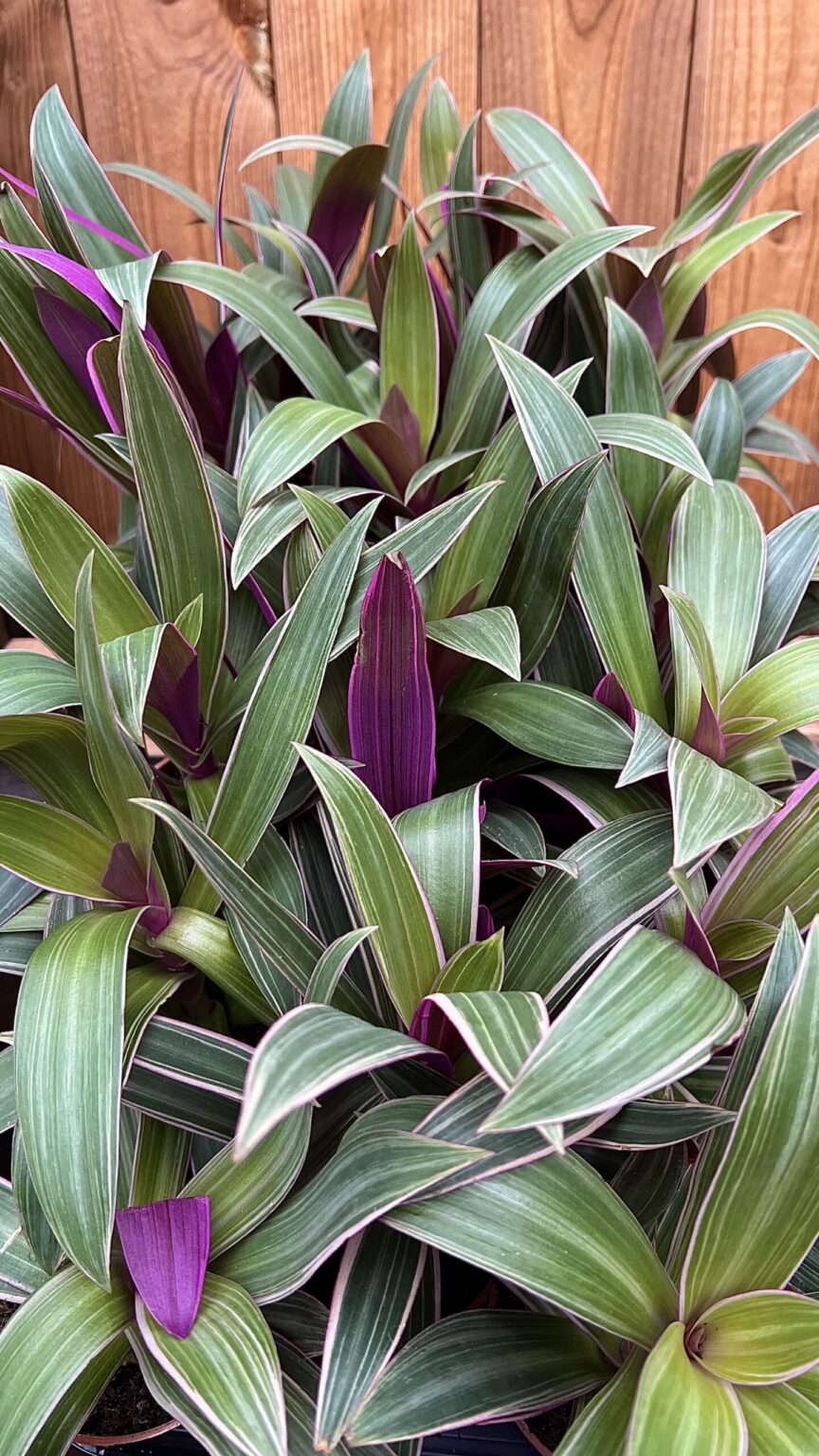 Tradescantia spathecea "Sitara"
